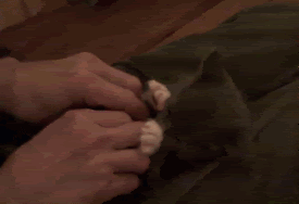 Surprised-Kitty-is-Surprised-cats-9.gif