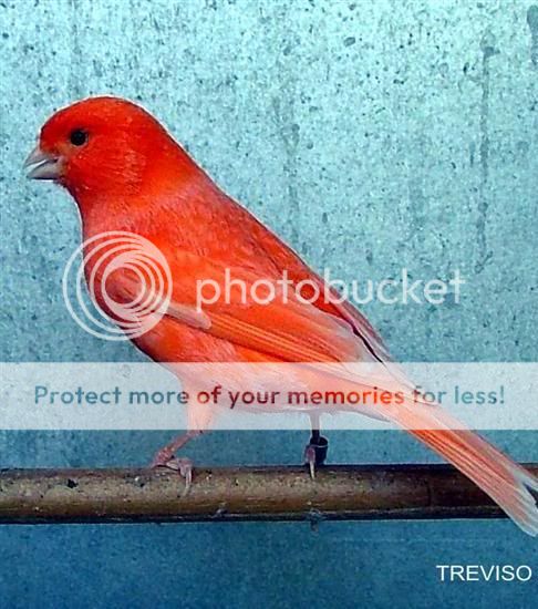 Bird Photo Picture