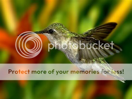 Bird Photo Picture