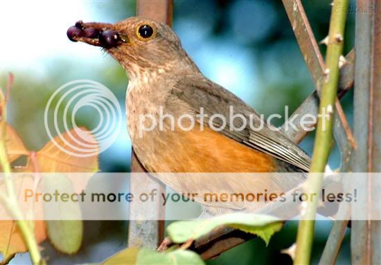 Bird Photo Picture