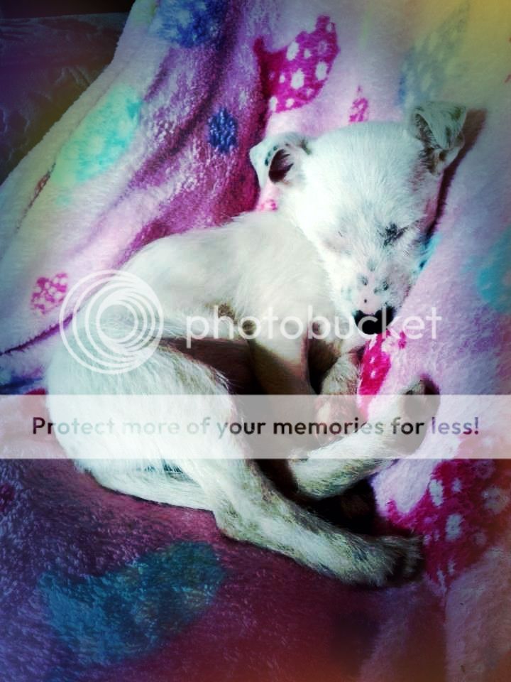 puppy photo: 0bbdbe20-f2f6-42a0-989b-5a425231ebaf.jpg