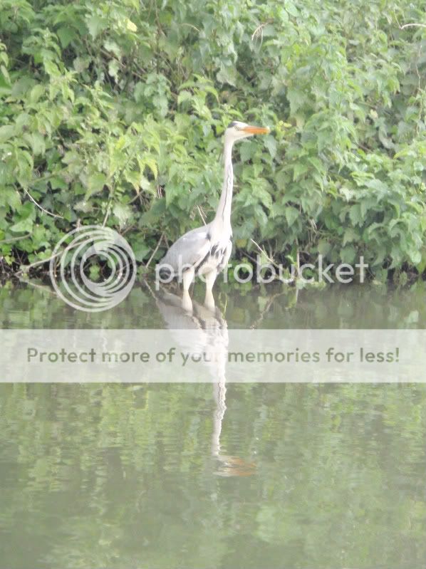 Herbert the Heron