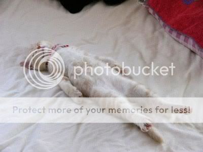 the-funny-cute-cat-sleeping-posture.jpg