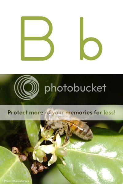 bee