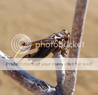 grasshopper impaled