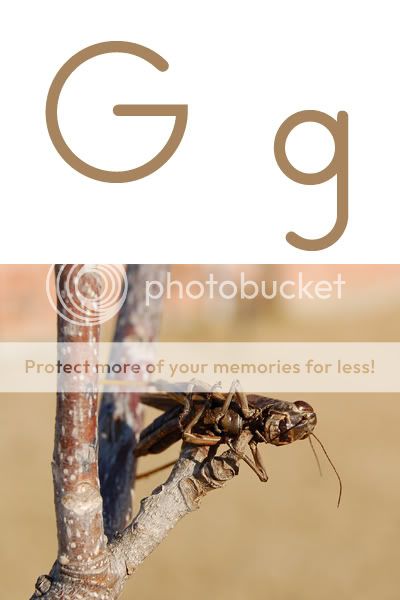 grasshopper impaled