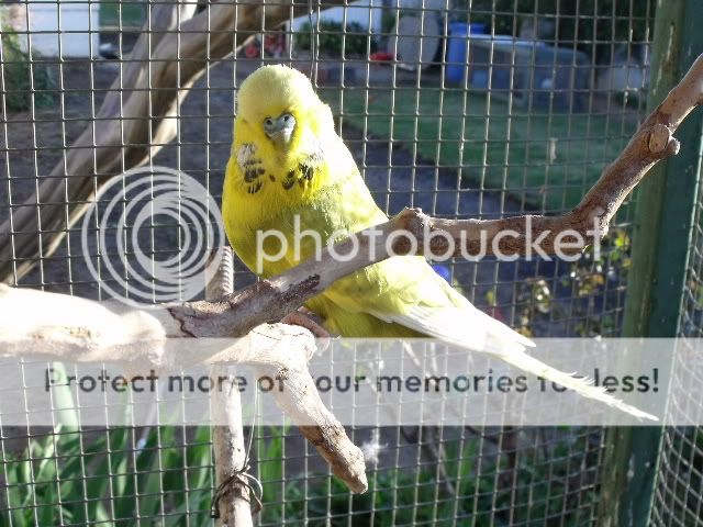 2009_0913Random_n_1st_budgie0004.jpg