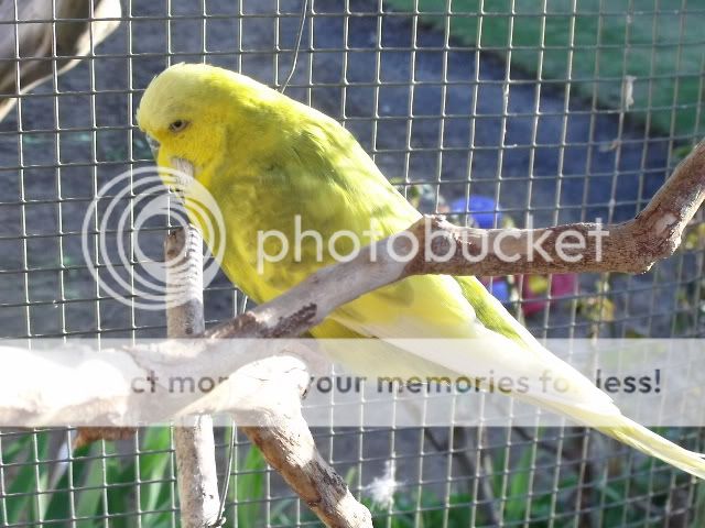 2009_0913Random_n_1st_budgie0005.jpg