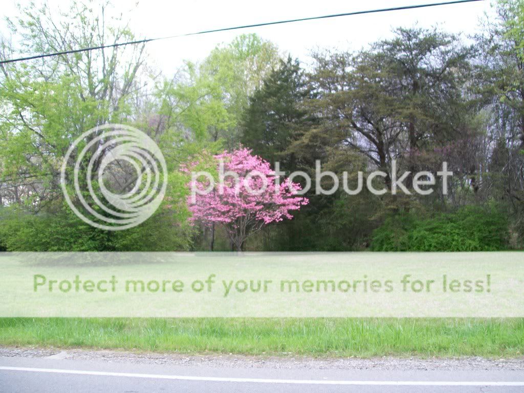 100_0529.jpg Pink and Green image by rita_franklin