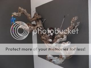 IMG_2132.jpg picture by selmamar