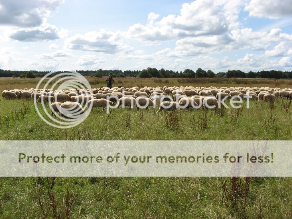 vakantiedrenthe2009221.jpg picture by selmamar