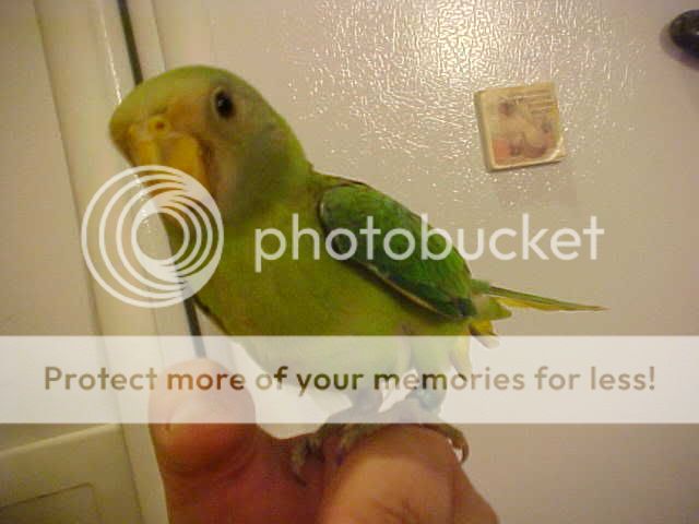 Posted Image