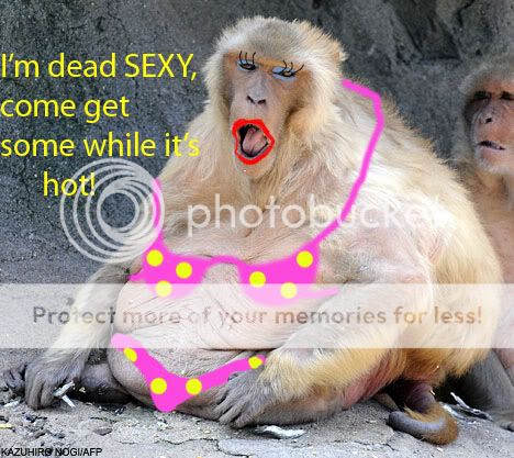 Monkey.jpg~original