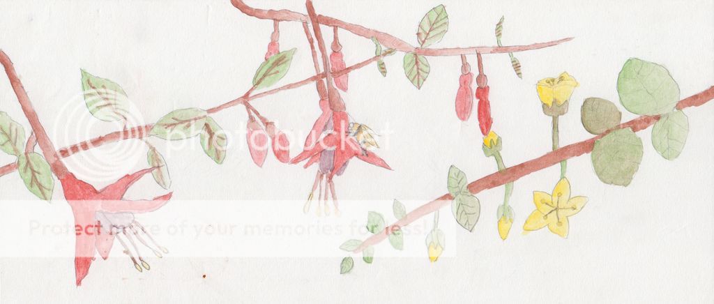 photo fushia_j.jpg