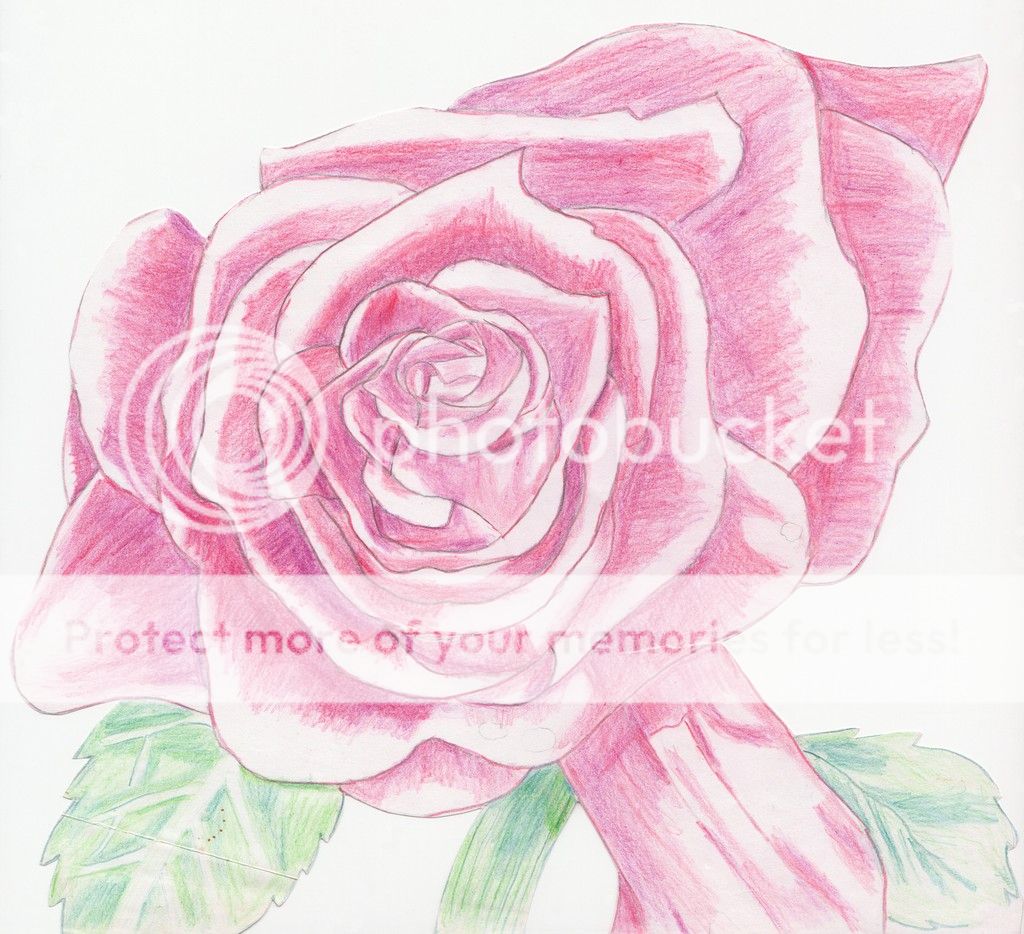 photo rose_final_jpeg.jpg
