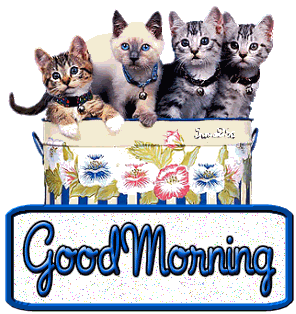 good morning cats