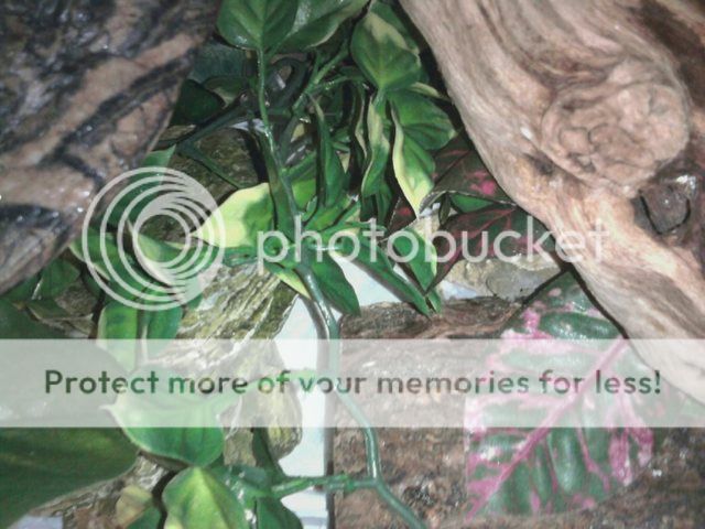 Posted Image